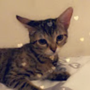 Meet your Posher, Little